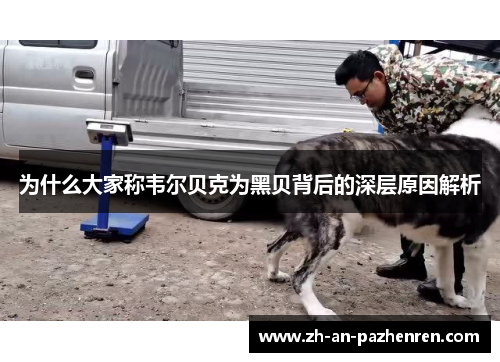 为什么大家称韦尔贝克为黑贝背后的深层原因解析